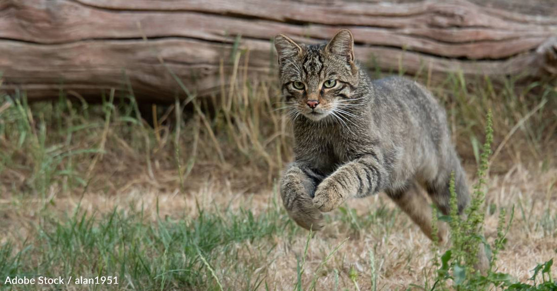 Conservation Success: Two Litters Have Been Born to Endangered Wildcats Released Last Year