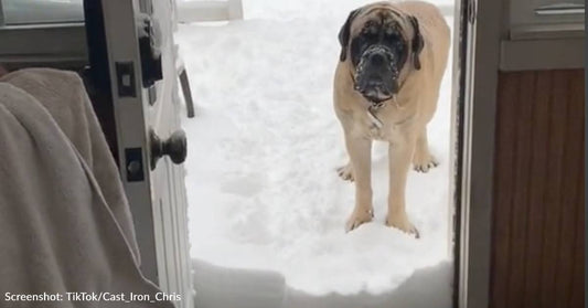 English Mastiff Refuses To Come Inside Until Snow Is Cleared From The Door In Hilarious Video