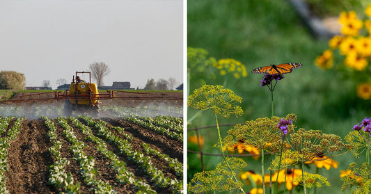 EPA Moves to Revive Banned Weedkiller That Devastates Crops and Ecosystems