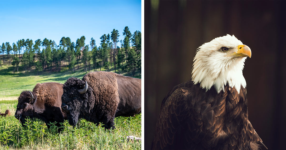 Trump Administration Strips Away Key Habitat Protection for Endangered Wildlife