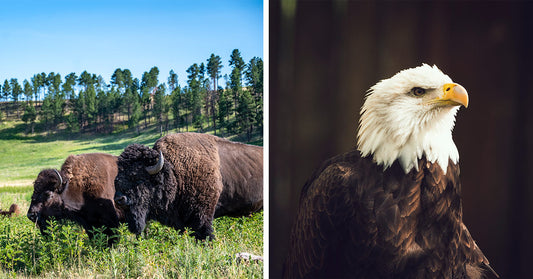 Split image of bison grazing in a meadow and a bald eagle in profile.