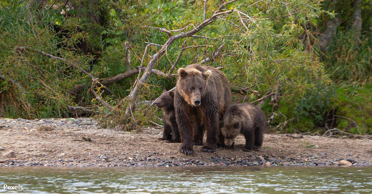 Thousands of Predators Face Deadly Hunts as Europe Targets Wildlife ...
