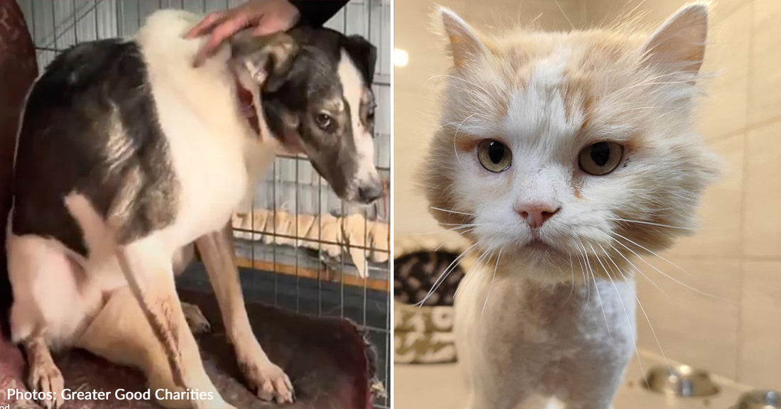10 Ukrainian Pets Rescued From The Frontlines That Need Your Help | The Animal Rescue Site