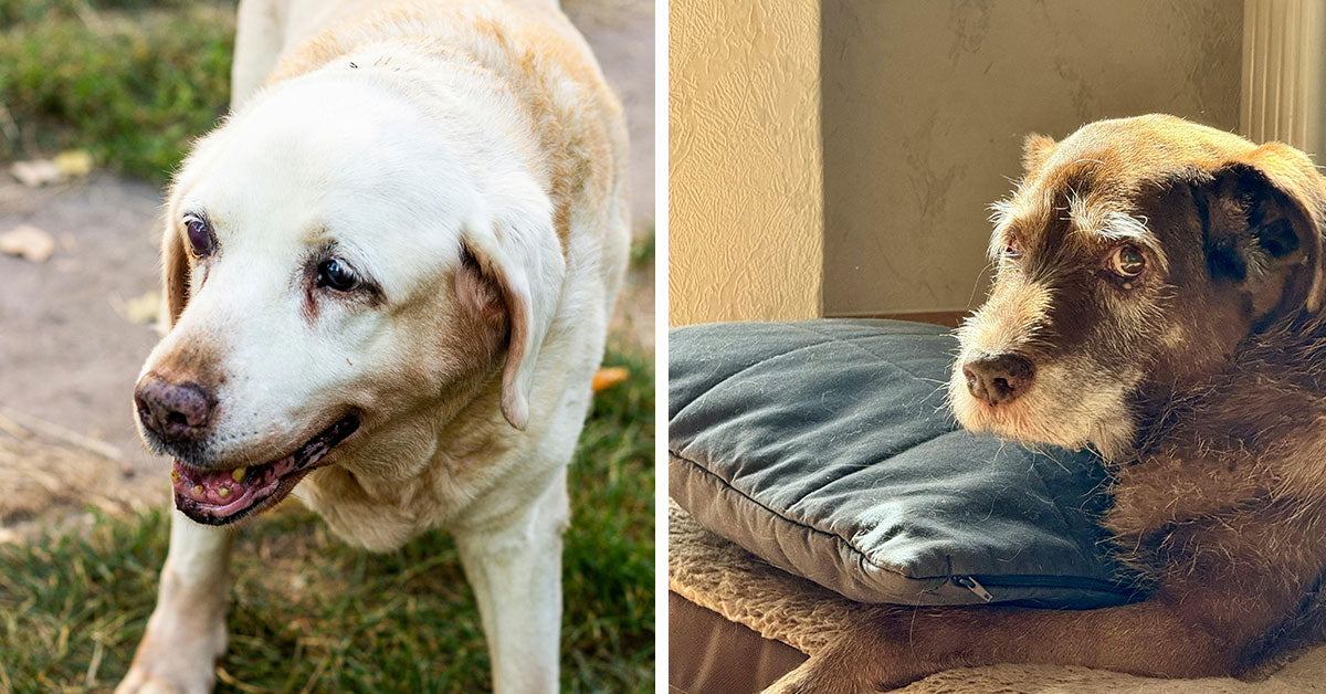 Scientists Move Closer To Giving Senior Dogs More Healthy Years | The ...