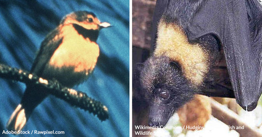 21 Species Lost, Ecosystems at Risk as Biodiversity Crisis Escalates