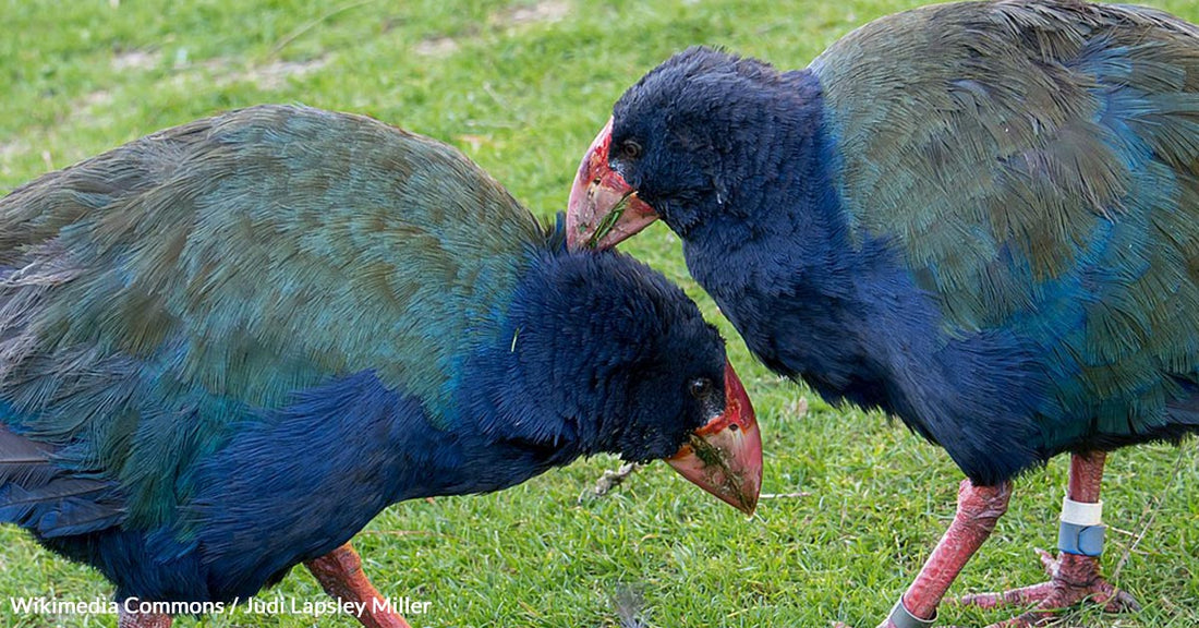 The Return of Takahē: A Conservation Triumph in New Zealand