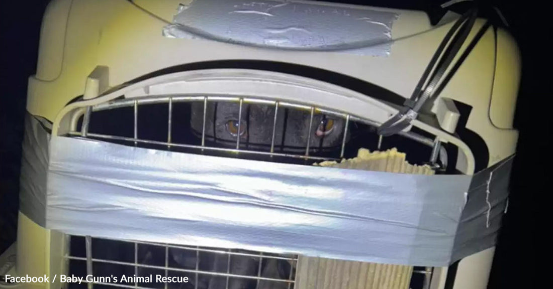 Woman Rescues Abandoned Pit Bull Found in Duct-Taped Crate