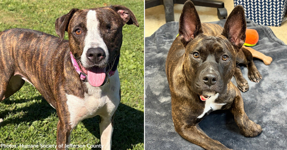 Flight to Freedom Update: Howl-O-Ween Passengers Are Thriving At New Shelter