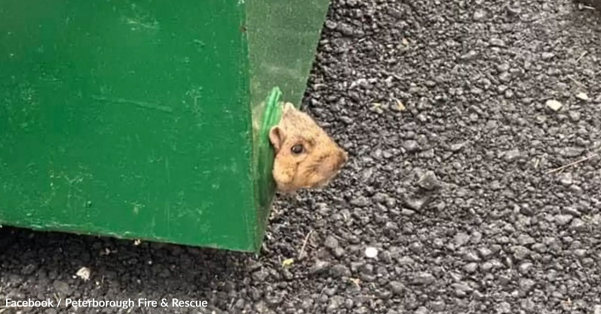 Tiny Face Discovered Peeking Out From Dumpster Leads To City Wildlife Rescue