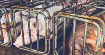 Factory Farms Are Poisoning the Air and Don't Have to Tell Anyone