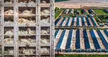 On the left, white chickens are crowded in stacked metal transport cages; on the right, an aerial view shows large industrial poultry farm buildings surrounded by fields.