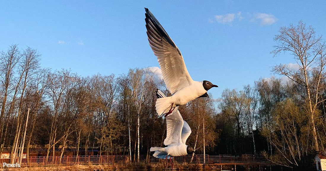 Explore the Marvel of Fall Bird Migration Across America