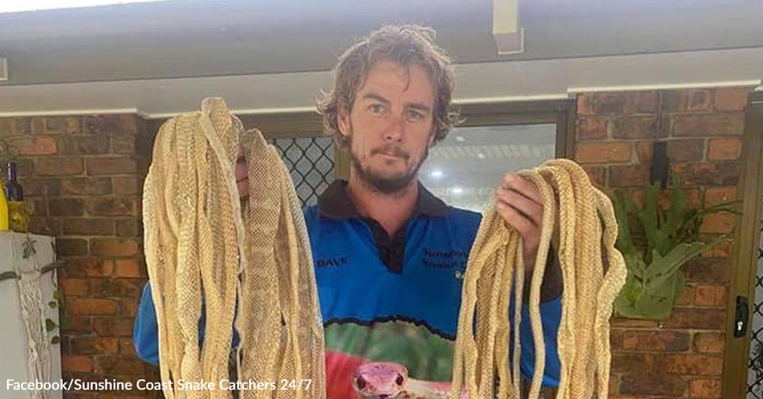 Family Discovers Dozens of Snake Skins in Their Roof — and Realizes They’ve Been Sharing Their Home