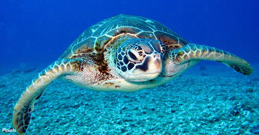 Plastic Foam Chokes Our Oceans and Threatens Marine Life