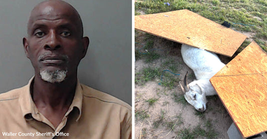 Mugshot of a man next to a white goat lying partially under wooden boards on the ground.
