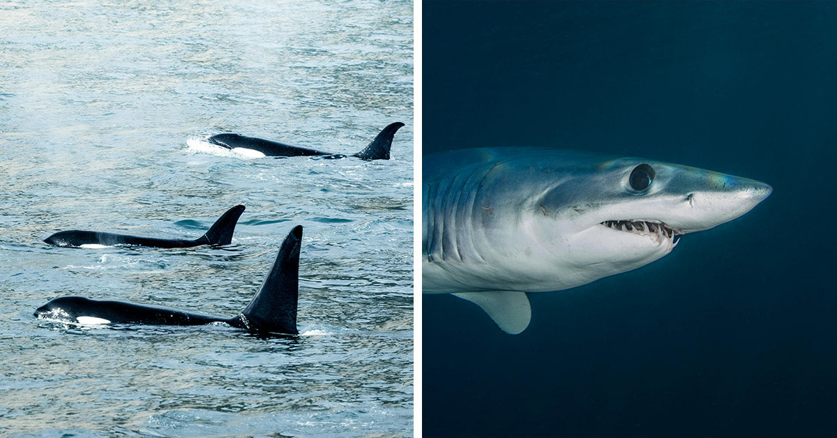 Meet The Ocean's Fastest — Marine Speedsters Might Outswim Your Wildest ...