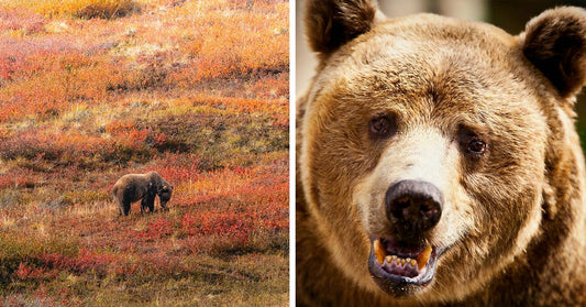 Split-frame image: left side shows a bear roaming in autumn tundra, right side shows a close-up of a bear’s face with its mouth open.
