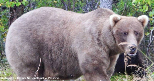 Bulky Brown Bear Successfully Defends Her Fat Bear Week Title