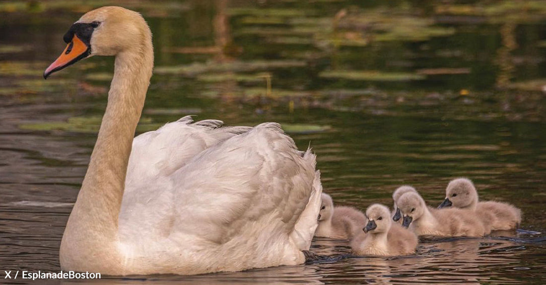 A swan swims with five fluffy cygnets in a calm water setting.