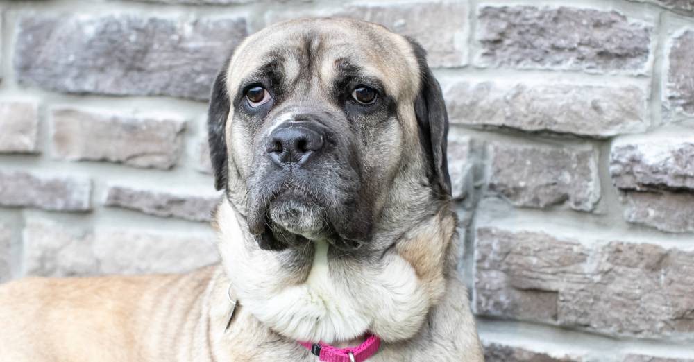 Skittish and Scared Pup Finds Her Confidence in Foster Home