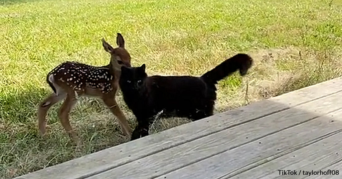 Wild Baby Deer Caught Getting Affectionate With This Family’s Black Cat In This Video