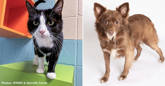 Shelter Dogs & Cats Get Second Chance To Find Love On Flight to Freedom