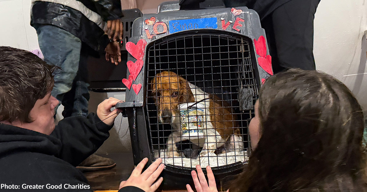 Over 50 Shelter Canines Land in New Jersey to Discover Their Ceaselessly Valentine Over 50 Shelter Canines Land in New Jersey to Discover Their Ceaselessly Valentine