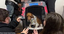 Over 50 Shelter Dogs Land in New Jersey to Find Their Forever Valentine