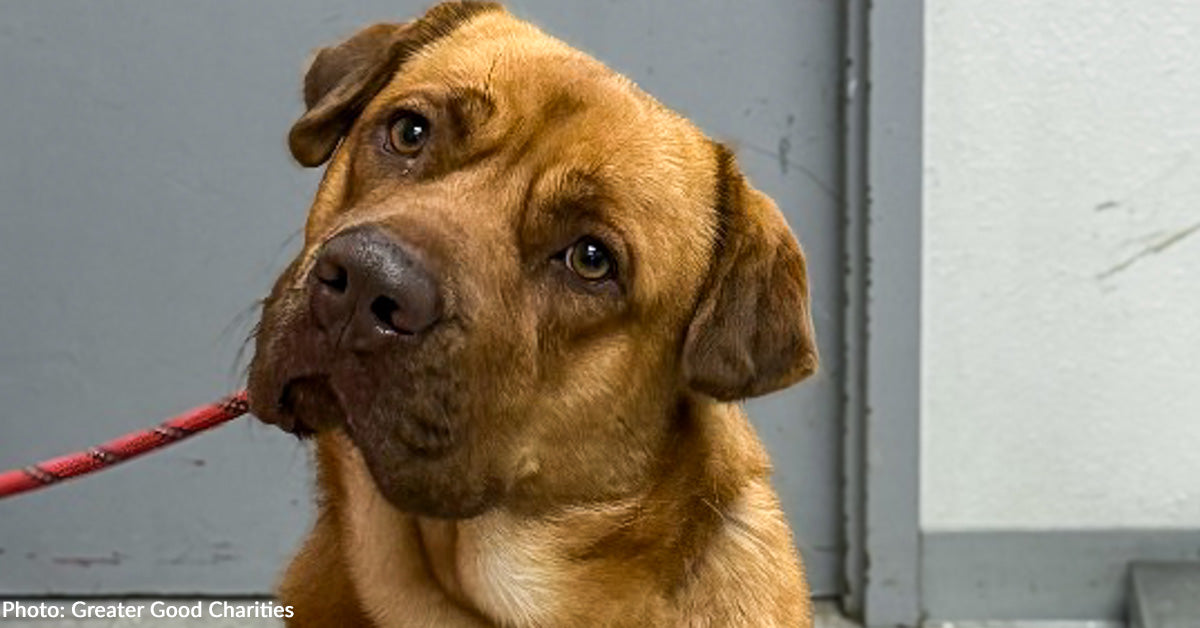 At-Risk Shelter Dogs Get Second Chance at Finding Love with Flight to Freedom