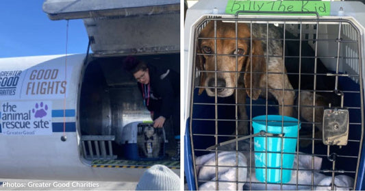 59 Shelter Dogs Get Fresh Start In Idaho, Thanks To You