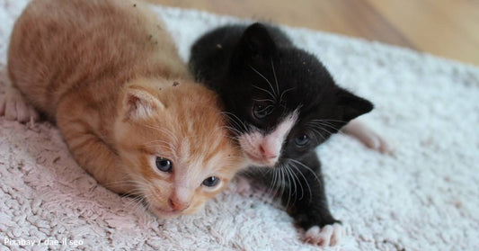 Ginger Boy and Tuxedo Girl Cat Fall in Love at First Sight