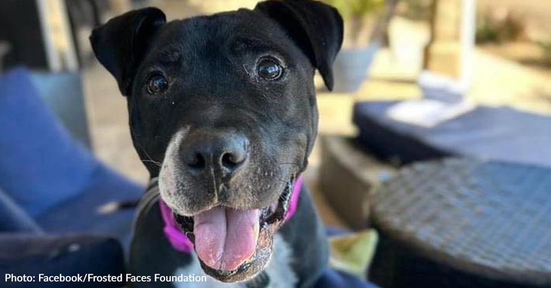 Blind Pittie Captures Heart Of Grieving Foster Mom Who Says She's "The One" And Adopts Her