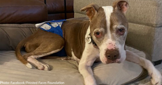 Foster Mom Shares Heartbreaking Goodbye With Beloved Senior Pit Bull, "I Loved Him From Day 1"