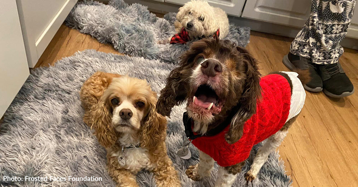 Senior Shelter Dogs Spent Christmas Devouring Tasty Treats And Snuggli ...