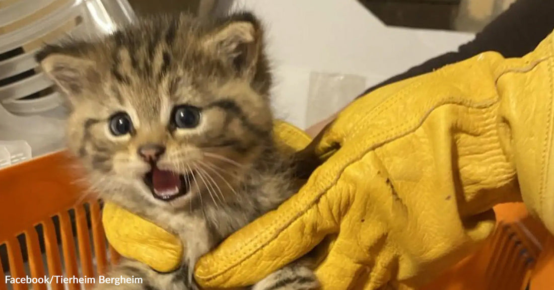 Tiny tabby kitten with its mouth open in a startled meow while wearing oversized yellow work gloves inside a pet carrier.