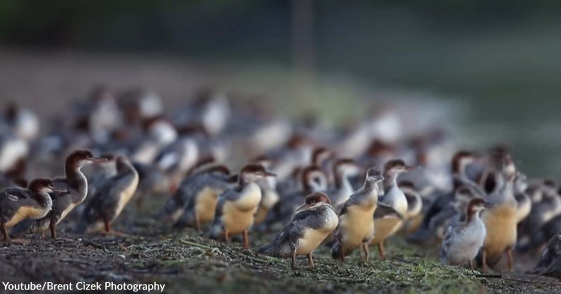 A Momma Duck Takes Her Fifty-Six Ducklings for a Swim in Minnesota Lake