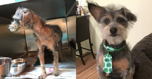 Hairless, Skinny Dog Rescued From the Streets, Becomes the Jokester of His Forever Family