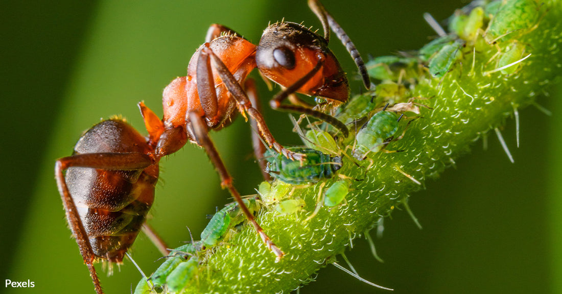 Red Fire Ant Invasion: Europe Faces a Tenacious New Invader, 'Spreading Like Wildfire'