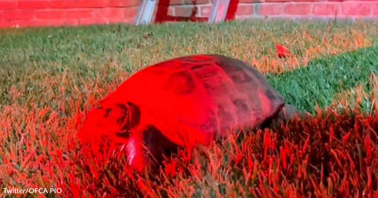 Slow-Moving Turtle Gets Help Escaping Owner's House Fire