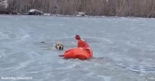 A rescuer in cold water reaches toward a dog near a bright orange flotation device on thin ice.