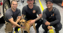 three firefighters with tan dog next to fire truck