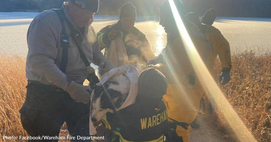 Massachusetts Firefighters Rush To Save Dog Who Fell Through Ice Into Frigid Pond