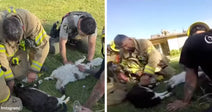 Firefighters Refused to Quit Until Four Smoke-Choked Cats Took Their Next Breath