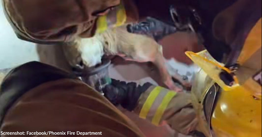 Firefighters Save Two Dogs Trapped in Burning Home