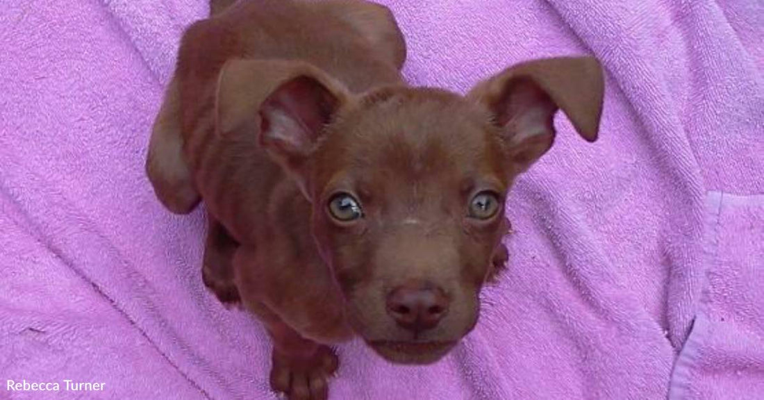 Lone Puppy Survives As He and His Litter Mates Are Discarded in a Box on a Scorching Hot Day