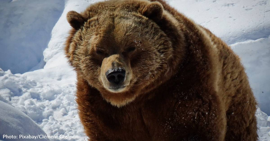 300-Pound Grizzly Is First To Emerge From Hibernation In Yellowstone National Park