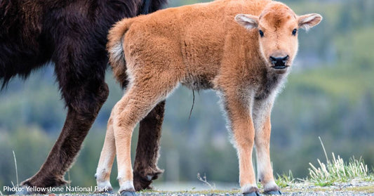 First "Red Dog" Of The Season Spotted In Yellowstone National Park