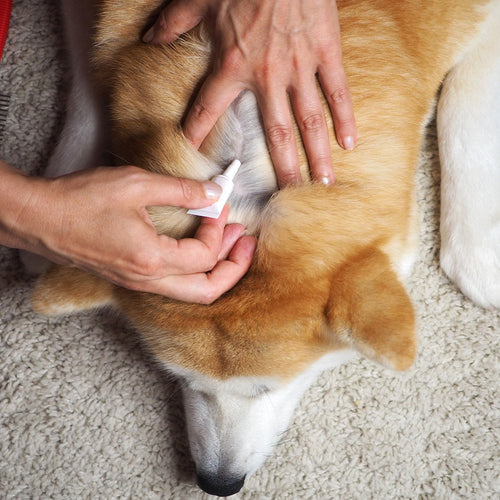 Protect Pets From Seizures Caused By Toxic Flea And Tick Drugs