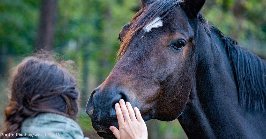 Fleet of Angels Come to the Aid of Horses After Hurricane Helene