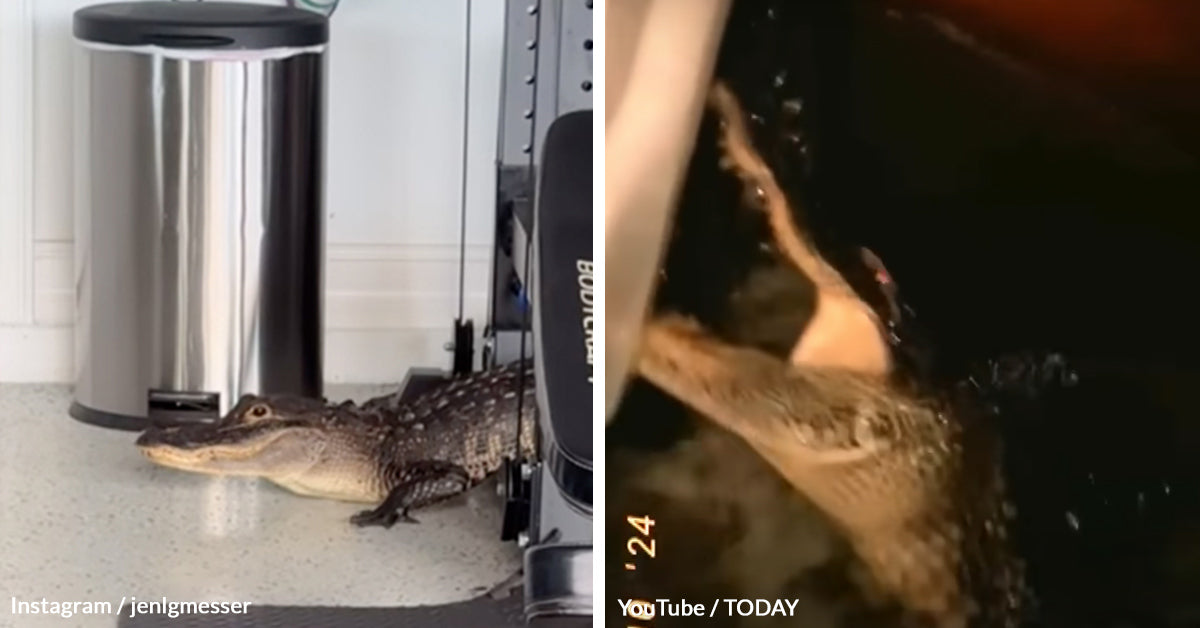 Alligators Invade Homes, Pools and Yards as Floodwaters Push Wildlife ...